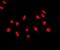 Telomeric Repeat Binding Factor 2 antibody, ab108997, Abcam, Immunocytochemistry image 