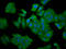 Syntrophin Beta 1 antibody, LS-C681417, Lifespan Biosciences, Immunofluorescence image 