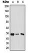 Transcription Factor AP-2 Gamma antibody, LS-C354102, Lifespan Biosciences, Western Blot image 