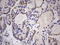 Tripartite Motif Containing 27 antibody, LS-C338981, Lifespan Biosciences, Immunohistochemistry paraffin image 