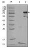 Peroxisome Proliferator Activated Receptor Gamma antibody, AM06243SU-N, Origene, Western Blot image 