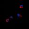 CXADR Ig-Like Cell Adhesion Molecule antibody, orb213811, Biorbyt, Immunofluorescence image 