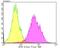 Sad1 And UNC84 Domain Containing 1 antibody, NBP2-75677, Novus Biologicals, Flow Cytometry image 