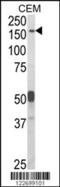 Contactin Associated Protein Like 2 antibody, 63-599, ProSci, Western Blot image 