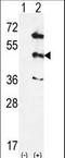 Mitogen-activated protein kinase 12 antibody, LS-C100751, Lifespan Biosciences, Western Blot image 