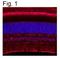 Retinaldehyde-binding protein 1 antibody, NB100-74392, Novus Biologicals, Immunocytochemistry image 