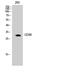 CD38 Molecule antibody, STJ96757, St John