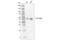 TEA Domain Transcription Factor 1 antibody, 10511S, Cell Signaling Technology, Western Blot image 