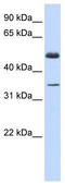 Zinc Finger Protein 223 antibody, TA339459, Origene, Western Blot image 