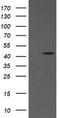 MEK1/2 antibody, TA506070S, Origene, Western Blot image 