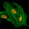 Histone Cluster 4 H4 antibody, M14495-7, Boster Biological Technology, Immunocytochemistry image 