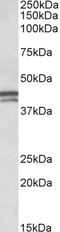 Apolipoprotein L1 antibody, EB10917, Everest Biotech, Western Blot image 