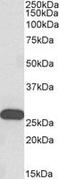 Homeobox C6 antibody, MBS423236, MyBioSource, Western Blot image 