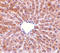 Perilipin 3 antibody, LS-C19622, Lifespan Biosciences, Immunohistochemistry paraffin image 