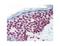 Lamin A/C antibody, LS-C82329, Lifespan Biosciences, Immunohistochemistry paraffin image 