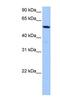 Chromosome 18 Open Reading Frame 54 antibody, NBP1-79525, Novus Biologicals, Western Blot image 