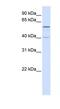 Tripartite Motif Containing 49 antibody, NBP1-55061, Novus Biologicals, Western Blot image 