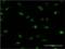 Pleiotropic Regulator 1 antibody, H00005356-M06, Novus Biologicals, Immunofluorescence image 