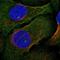 Pleckstrin Homology Domain Containing A4 antibody, HPA048473, Atlas Antibodies, Immunofluorescence image 