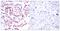 Activating Transcription Factor 2 antibody, PA5-37529, Invitrogen Antibodies, Immunohistochemistry frozen image 