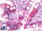 Glyoxalase I antibody, LS-B10822, Lifespan Biosciences, Immunohistochemistry paraffin image 
