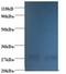 NME/NM23 Nucleoside Diphosphate Kinase 1 antibody, LS-C211207, Lifespan Biosciences, Western Blot image 
