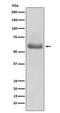 Oct-2 antibody, M04407, Boster Biological Technology, Western Blot image 