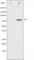 Component Of Inhibitor Of Nuclear Factor Kappa B Kinase Complex antibody, abx010966, Abbexa, Western Blot image 