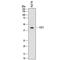 Fucosyltransferase 9 antibody, MAB64091, R&D Systems, Western Blot image 