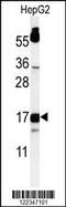 Dap12 antibody, MBS9214783, MyBioSource, Western Blot image 