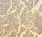 Zinc Finger Protein 662 antibody, LS-C394803, Lifespan Biosciences, Immunohistochemistry paraffin image 