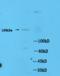 MAPK Activated Protein Kinase 2 antibody, orb128330, Biorbyt, Western Blot image 