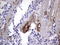 Von Willebrand Factor antibody, CF803593, Origene, Immunohistochemistry paraffin image 