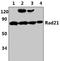 RAD21 Cohesin Complex Component antibody, PA5-75308, Invitrogen Antibodies, Western Blot image 