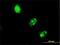 Ubiquitin Protein Ligase E3 Component N-Recognin 4 antibody, H00023352-M01, Novus Biologicals, Immunofluorescence image 