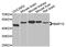 Bone Morphogenetic Protein 15 antibody, abx007171, Abbexa, Western Blot image 