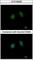 Annexin A5 antibody, GTX103250, GeneTex, Immunocytochemistry image 