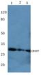 TNF Receptor Superfamily Member 9 antibody, A00867-1, Boster Biological Technology, Western Blot image 