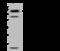 Myosin Heavy Chain 10 antibody, 203848-T44, Sino Biological, Western Blot image 