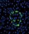 O-Linked N-Acetylglucosamine (GlcNAc) Transferase antibody, orb73602, Biorbyt, Immunocytochemistry image 