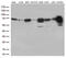 Proline Rich Mitotic Checkpoint Control Factor antibody, M05454, Boster Biological Technology, Western Blot image 