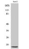 NDUFA4 Mitochondrial Complex Associated Like 2 antibody, GTX34094, GeneTex, Western Blot image 