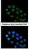 Zinc Finger Protein 7 antibody, NBP1-32386, Novus Biologicals, Immunofluorescence image 