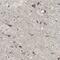 Protein Kinase C Alpha antibody, HPA006563, Atlas Antibodies, Immunohistochemistry paraffin image 