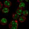 Myeloid Cell Nuclear Differentiation Antigen antibody, HPA073215, Atlas Antibodies, Immunofluorescence image 