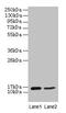 CD59 Molecule (CD59 Blood Group) antibody, CSB-PA004947YA01HU, Cusabio, Western Blot image 