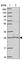 Serine And Arginine Rich Splicing Factor 9 antibody, HPA049849, Atlas Antibodies, Western Blot image 