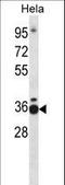 Transcription Elongation Factor A1 antibody, LS-C161760, Lifespan Biosciences, Western Blot image 