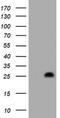 Hes Family BHLH Transcription Factor 6 antibody, TA800716, Origene, Western Blot image 