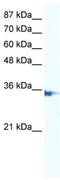 Interferon Regulatory Factor 2 antibody, TA330146, Origene, Western Blot image 